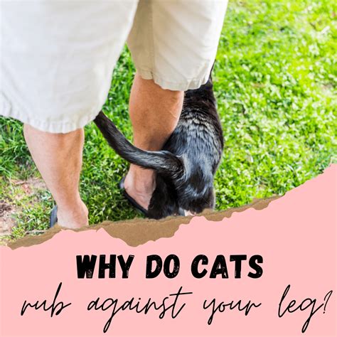 Why do cats rub against your legs. Things To Know About Why do cats rub against your legs. 